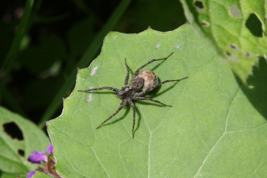 Pardosa sp.